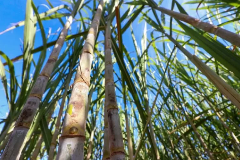 Governo de MS reduz ICMS das sucroenergéticas para 1,8%, e gigante do setor anuncia nova planta