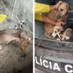 Polícia Civil resgata cães deixados sem água e comida em Corumbá