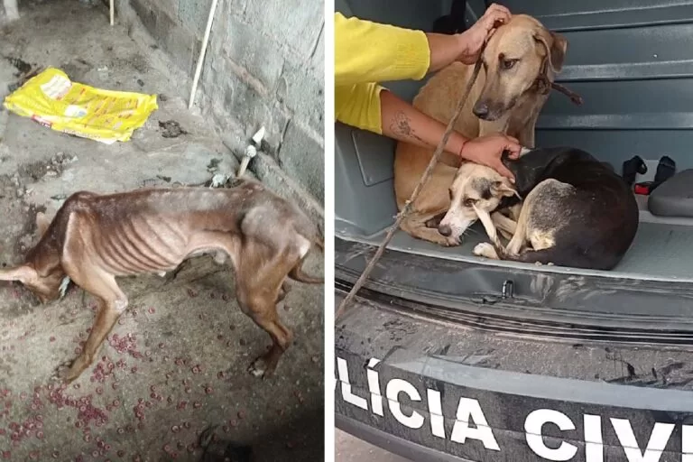 Polícia Civil resgata cães deixados sem água e comida em Corumbá