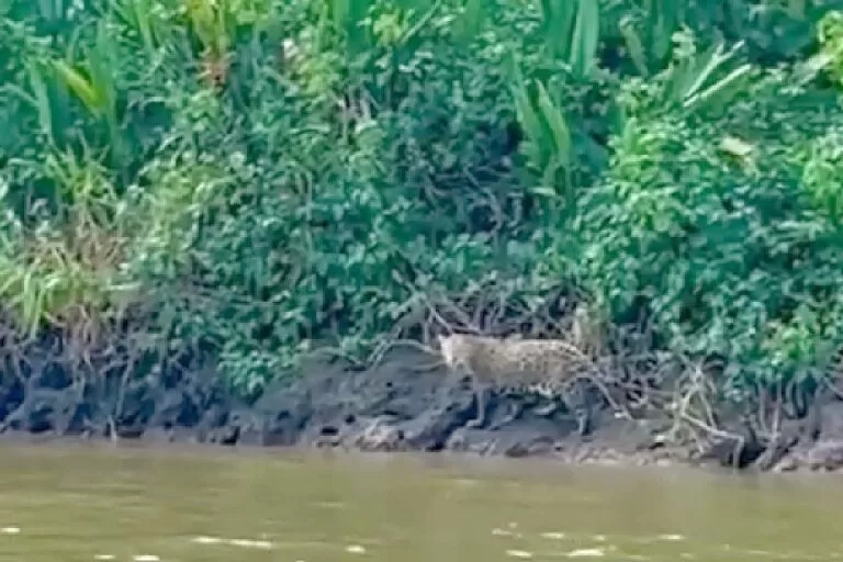 onça-pintada que atacou caseiro pode ser remanejada de área para evitar novos ataques