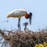 MS, MT e Ministério do Meio Ambiente firmam acordo para preservação do Pantanal