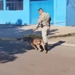 Cão da raça Pitbull Monster foge e mobiliza equipe do Corpo de Bombeiros em Corumbá