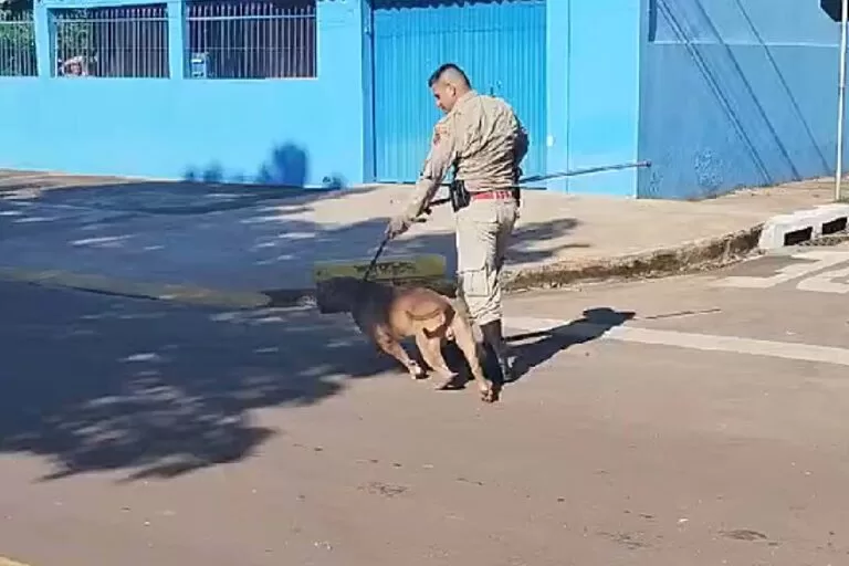 Cão da raça Pitbull Monster foge e mobiliza equipe do Corpo de Bombeiros em Corumbá
