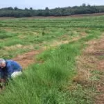 Projeto “Sementes do Taquari” revitaliza áreas degradadas com plantio de mudas