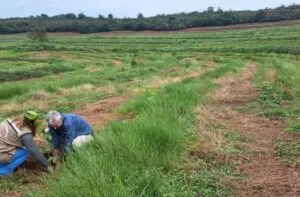 Leia mais sobre o artigo Projeto “Sementes do Taquari” revitaliza áreas degradadas com plantio de mudas