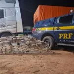 126 Kg de cocaína: cães farejadores da PRF frustram tráfico na BR-262