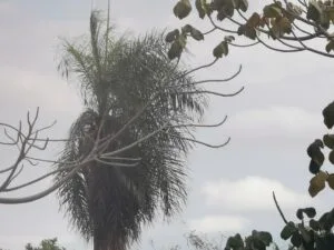 Leia mais sobre o artigo Sábado tem probabilidade de chuvas e baixas temperaturas em grande parte de MS