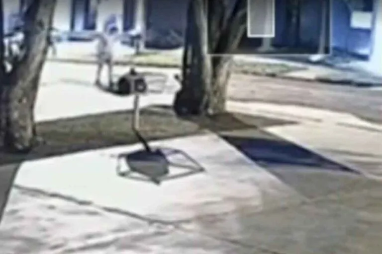 Homem que espancou gata até a morte é condenado a pagar R$ 20 mil em MS