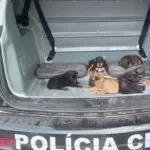 Polícia Civil faz resgate de seis cães em situação de maus-tratos em Corumbá
