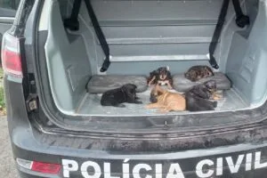 Leia mais sobre o artigo Polícia Civil faz resgate de seis cães em situação de maus-tratos em Corumbá