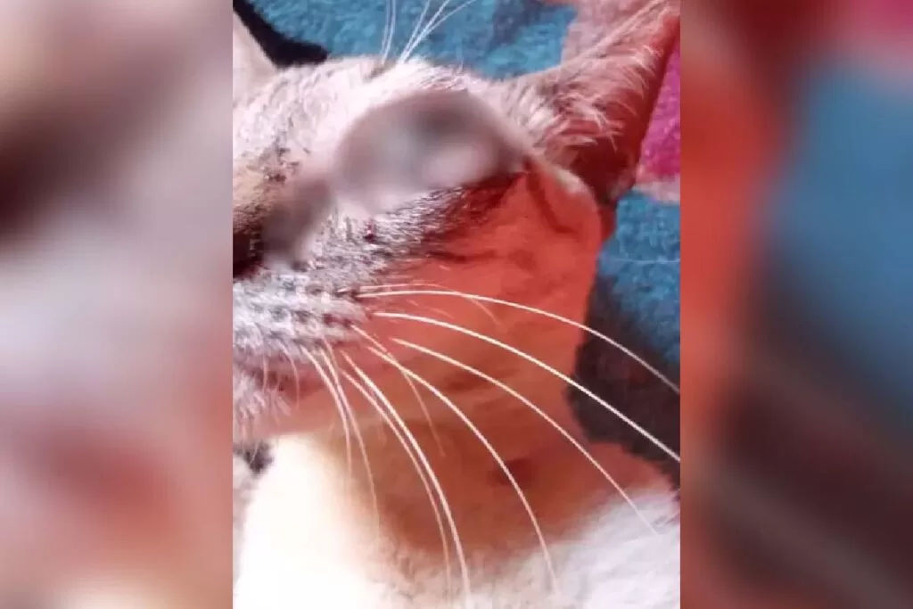 Gato foi encontrado pela tutora com os dois olhos furados