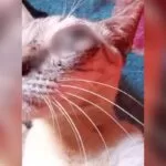 Tutora desconfia de maus-tratos após gato ser encontrado com olhos furados