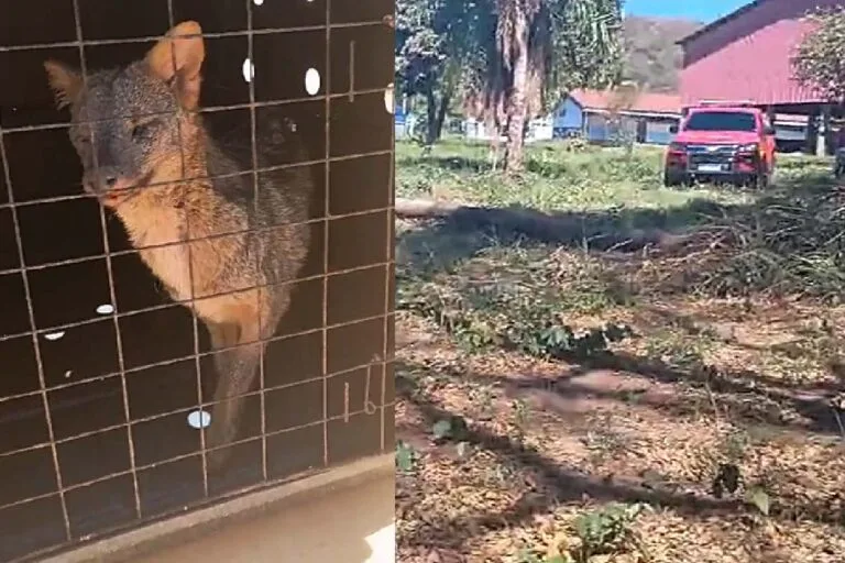Corpo de Bombeiros resgata “Cachorro-do-Mato” em escola de Ladário