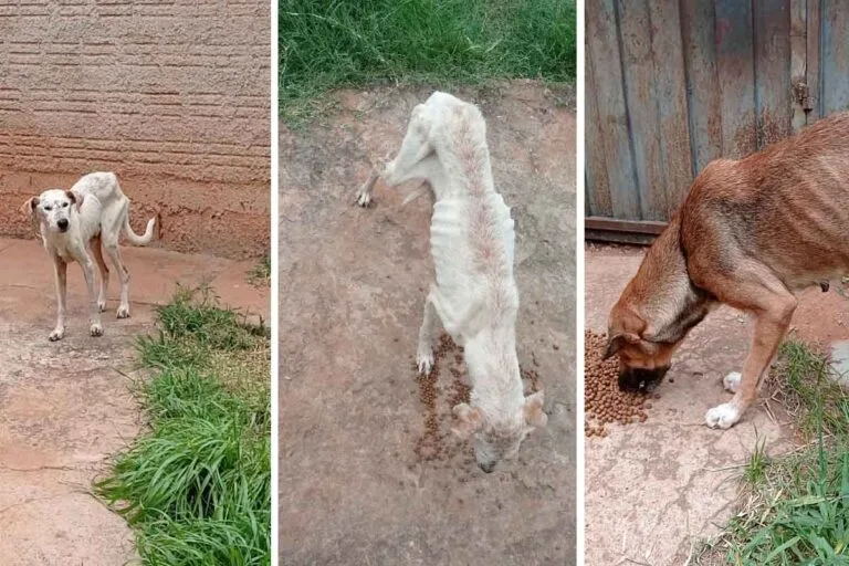 Polícia Civil resgata cães em situação de maus-tratos no bairro Popular Nova