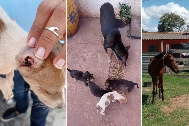 Ação contra maus-tratos aos animais marca encerramento da Campanha Abril Laranja