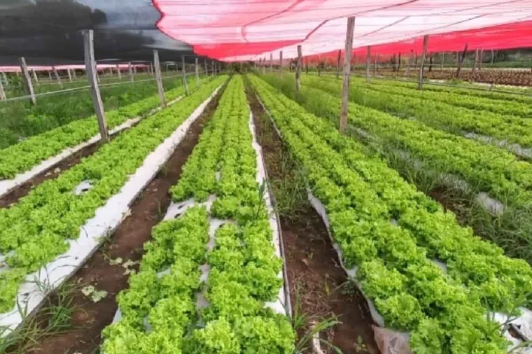 Cadastro de produtores rurais para PNAE 2024 é realizado em Ladário até 29 de maio