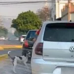 Polícia Civil identifica autor que abandonou cachorro no centro de Corumbá