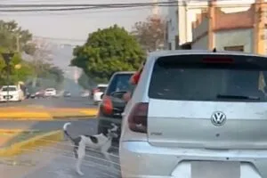 Leia mais sobre o artigo Polícia Civil identifica autor que abandonou cachorro no centro de Corumbá
