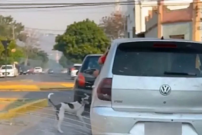 Polícia Civil identifica autor que abandonou cachorro no centro de Corumbá