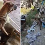 Polícia Civil resgata cães abandonados sem água e alimentação dentro de casa em Corumbá