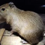 Filhote de capivara é resgatado de cativeiro em boca de fumo em Dourados