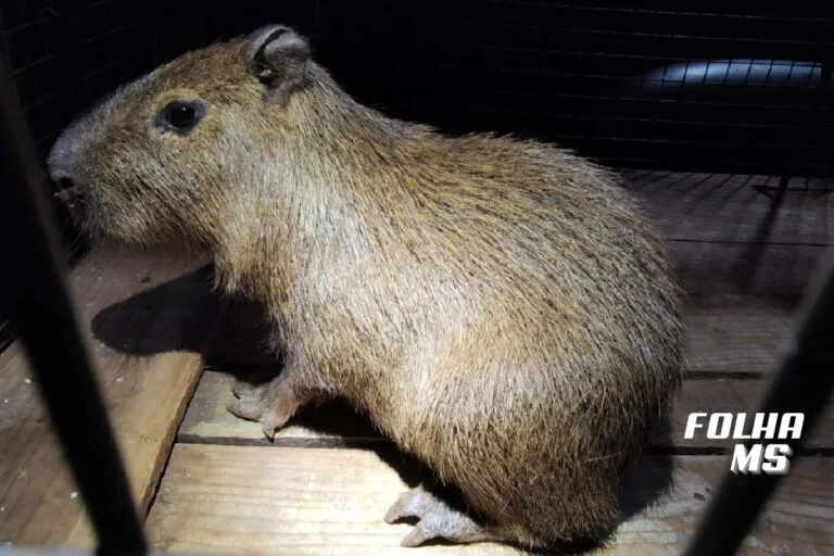 Filhote de capivara é resgatado de cativeiro em boca de fumo em Dourados