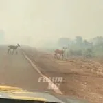 Vídeo mostra animais cruzando BR-262 para fugir de incêndios no Pantanal