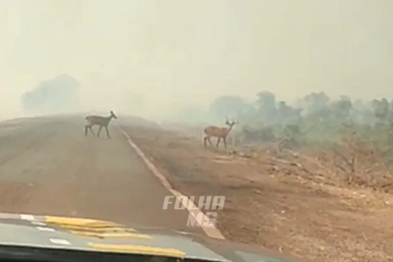 Vídeo mostra animais cruzando BR-262 para fugir de incêndios no Pantanal