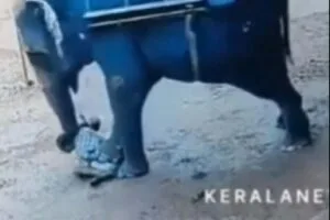 Leia mais sobre o artigo Treinador morre após ser pisoteado por elefante em safári ilegal na Índia | vídeo