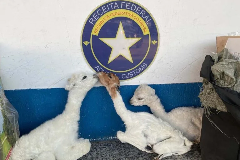 Receita Federal apreende novamente fetos de Lhama durante fiscalização em Corumbá
