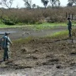 Pantanal em Chamas: Missão de resgate busca animais vítimas dos incêndios