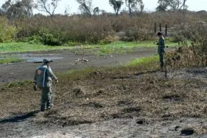 Leia mais sobre o artigo Pantanal em Chamas: Missão de resgate busca animais vítimas dos incêndios