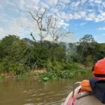 Socorristas monitoram ninho de tuiuiús e onças por conta dos incêndios no Pantanal