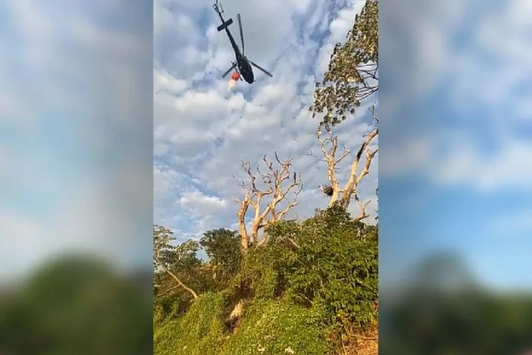 Bombeiros salvam ninho de Tuiuiú cercado pelo fogo no Pantanal