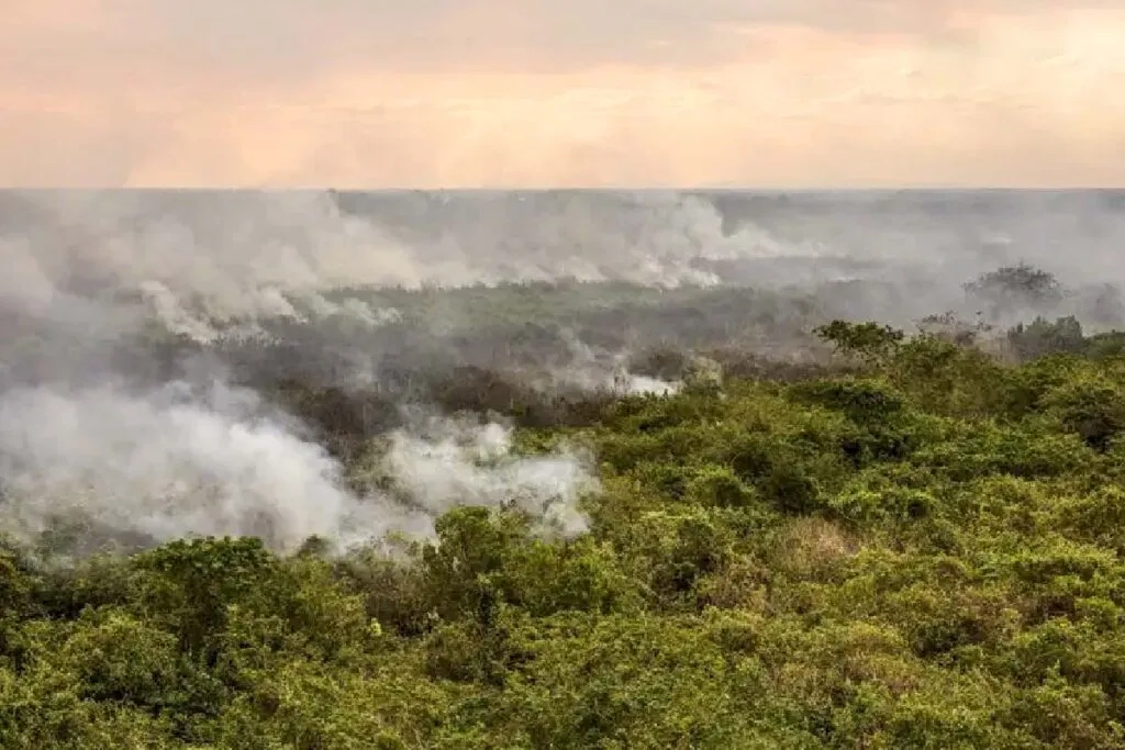 queimadas no pantanal em 2024