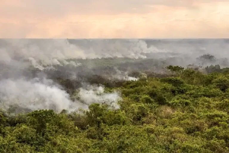 queimadas no pantanal em 2024