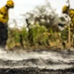 Área queimada no Pantanal cresce 222% em 2024 e supera 1,6 milhão de hectares