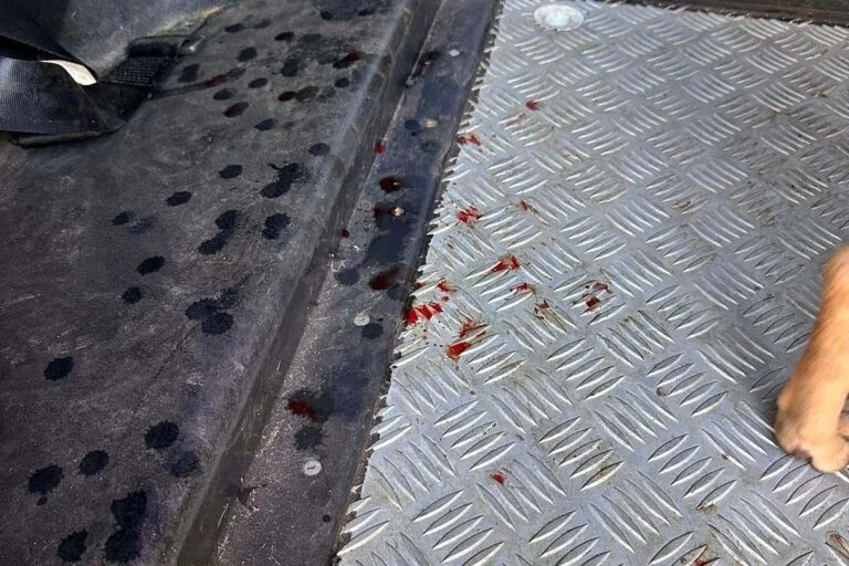 Homem é preso em Campo Grande após ser denunciado por zoofilia