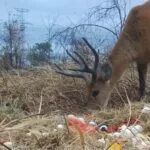 Fauna do Pantanal recebe suporte com ações de nutrição e rotas de fuga aos incêndios