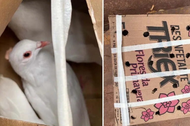 Contrabando de aves é interceptado pela Receita Federal em ônibus na BR-262