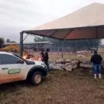 Funcionários de fazenda usam fogueira para tentar salvar gado do frio intenso