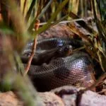 Bioparque celebra o Dia Mundial da Cobra destacando importância de duas moradoras