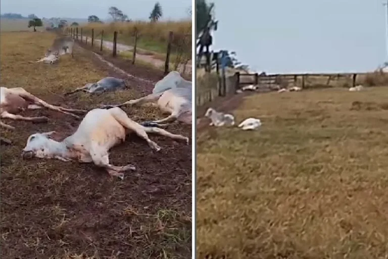 Frio intenso coloca em risco rebanhos em MS: Iagro investiga mortes de gado