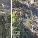 Ninho de Tuiuiús não resiste e acaba consumido pelo fogo no Pantanal | vídeo