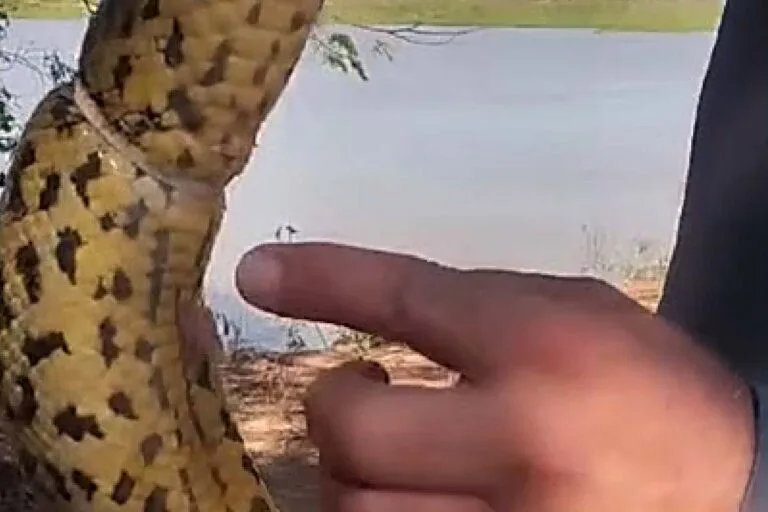 Família realiza resgate de Sucuri presa em anel plástico no Rio Paraguai