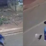 Vídeo mostra Pinscher sendo morta a pedradas por usuário de drogas em Campo Grande