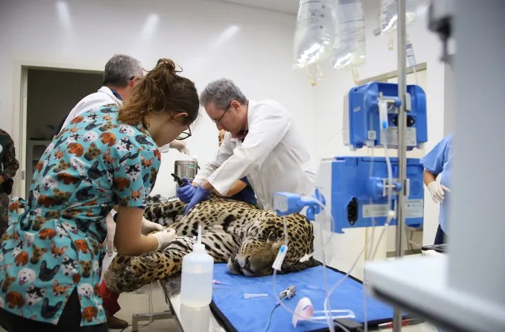 Você está visualizando atualmente Onças-pintadas Miranda e Antã seguem em recuperação no Ayty após resgates no Pantanal de MS