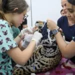 Miranda e Antã passam por exames e recebem cuidados especiais no Hospital Veterinário Ayty