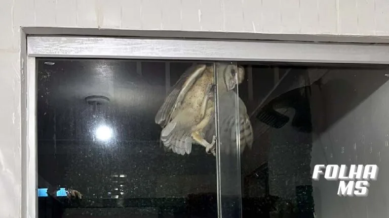 Coruja é resgatada pela PMA em apartamento no centro de Corumbá