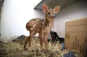 Leia mais sobre o artigo Filhote de veado resgatado durante incêndio florestal recebe cuidados no hospital veterinário do CRAS